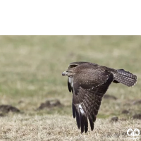 گونه سارگپه استپی Common Buzzard